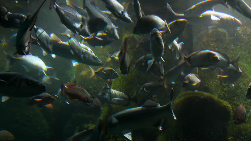 Groupers (Epinephelinae) swim alongside schools of fish of different species such as sea bream (Sparus aurata), sea bass (Dicentrarchus labrax) and mackerel (Scomber scombrus) in a saltwater aquarium