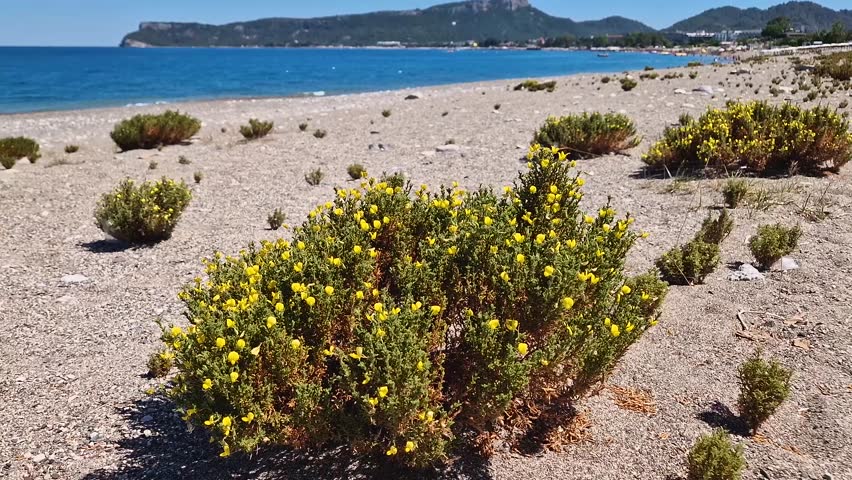 Yellow beach heather, or Hudsonia tomentosa flowering bushes scattered across the sandy beach with a view to the Calis hill and Kemer coastline in Turkey