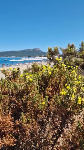 Yellow beach heather, or Hudsonia tomentosa flowering bushes scattered across the sandy beach with a view to the Calis hill and Kemer coastline in Turkey