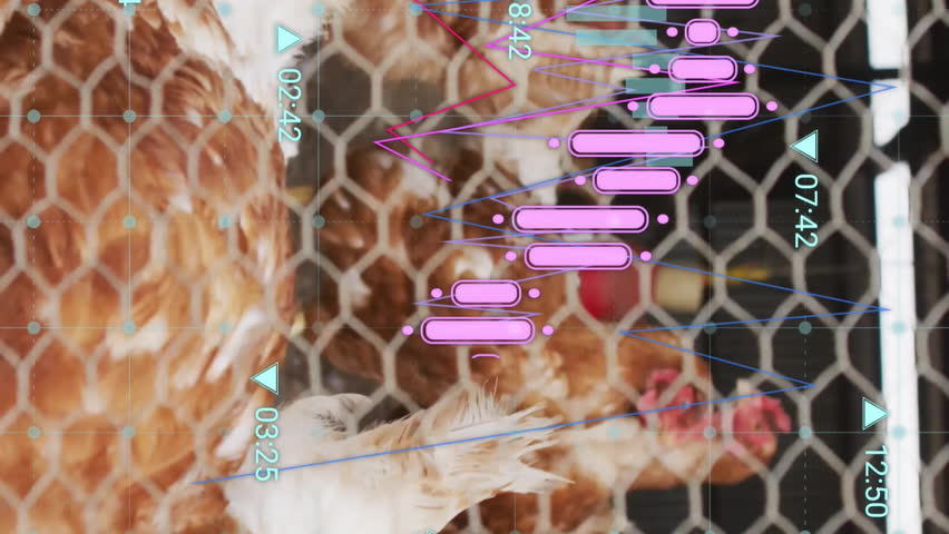 Data analysis animation overlaying chickens in coop. Analytics, data visualization, agriculture, farming, poultry, technology - Powered by Shutterstock - Get 15% off with code: PIKWIZARD15