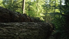 low angle shot fallen tree trunk in forest. Lush vibrant Woods scene sunlight filtering through dense canopy, peaceful, serene atmosphere. Jungle. summer pine branches. ground floor. nature landscape - Powered by Shutterstock - Get 15% off with code: PIKWIZARD15