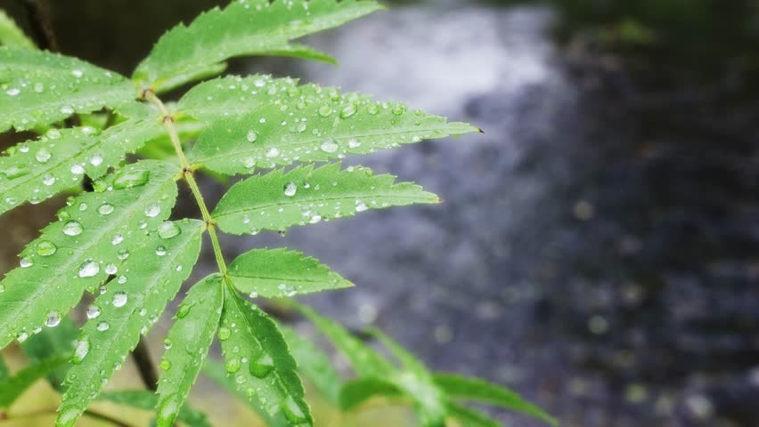 Raindrops on rowan leaves.
Close-up of wet rowan or mountain ash leaves with a stream in the background. Shot in Canon Hill Park, Birmingham.
