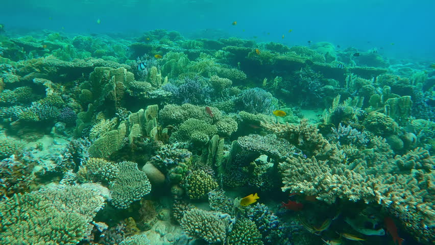 Vivid, beautiful coral reef with colorful tropical fish. Multicolored coral fish in corals garden. Picturesque underwater landscape with marine life. Shallow reef with hard corals and sea animals