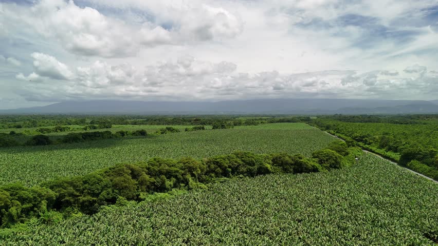 An aerial view of vast banana plantations stretch across Costa Rica's lowlands beneath cloudy skies and distant misty hills