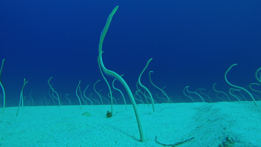 From sandy depths, long, Spotted Garden Eels stick out, wriggling to seize plankton. Indo-Pacific Garden Eels, Gorgasia sillneri wriggles in dance to consume plankton against blue water.