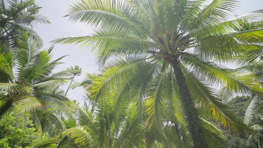 Coconut tree bottom top view summer beach. Wide angle camera palm trees grove dolly shot POV Passing under sunlight. palm beach tropical island.
