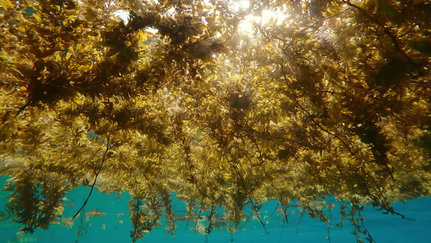 Close-up of storm-ripped brown sargassum seaweed (pelagic mats of Sargasso weed) scraps drift along waves forming floating algae islands, underwater footage, close-up from below