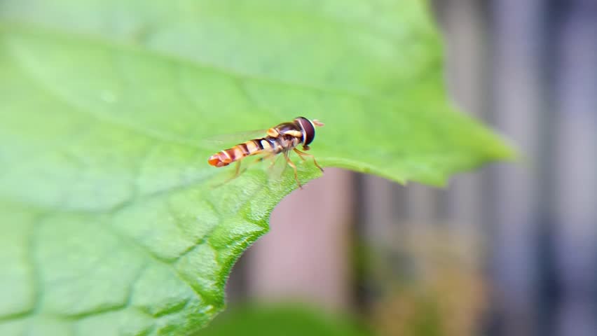 Macro photo of a Yellow Shouldered Fly (Ischiodon scutellaris) perched on a leaf