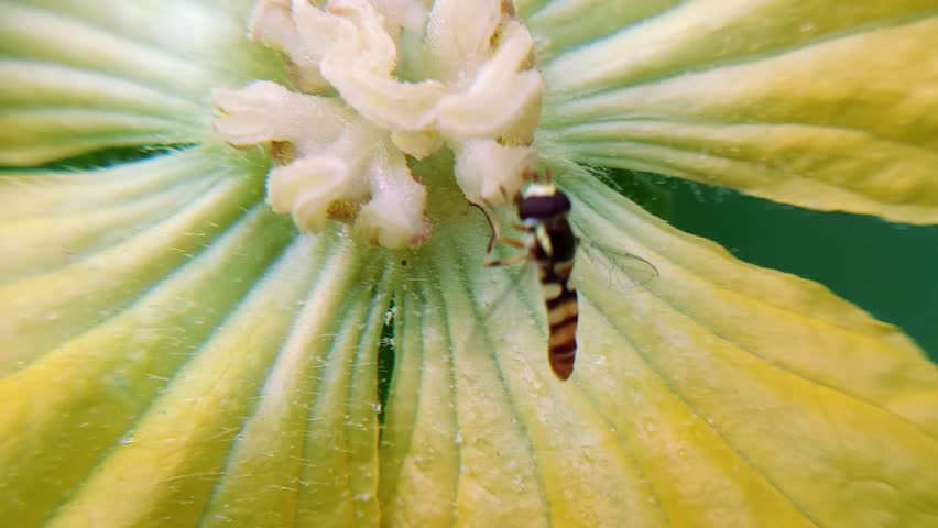 Macro photo of a Yellow Shouldered Fly (Ischiodon scutellaris) taking nectar from a pumpkin flower