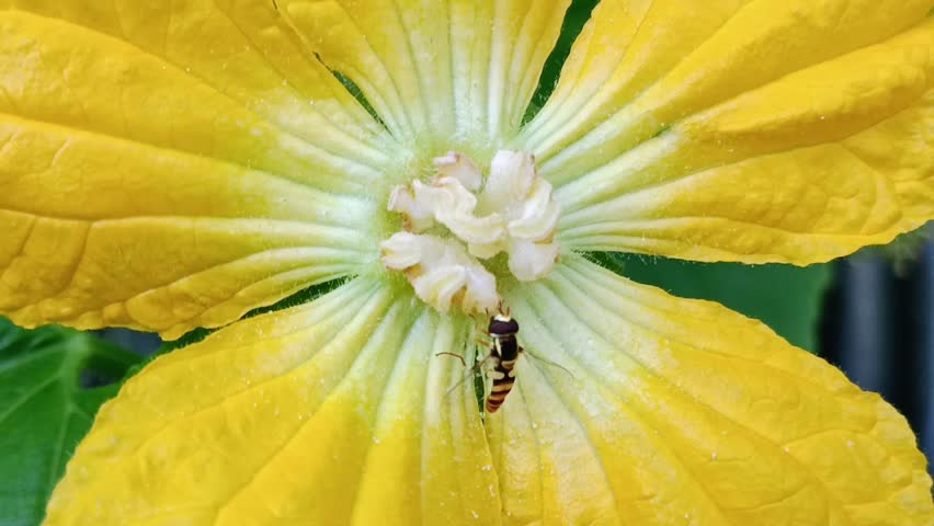 Macro photo of a Yellow Shouldered Fly (Ischiodon scutellaris) taking nectar from a pumpkin flower