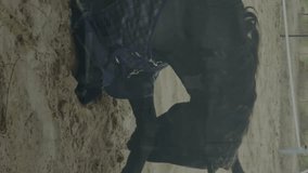 Animation of financial data processing over horse. Global agriculture, business, connections, computing and data processing concept digitally generated video. - Powered by Shutterstock - Get 15% off with code: PIKWIZARD15