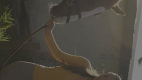 Animation of financial data processing over caucasian woman with horse. Sports, business, connections, computing and data processing concept digitally generated video. - Powered by Shutterstock - Get 15% off with code: PIKWIZARD15