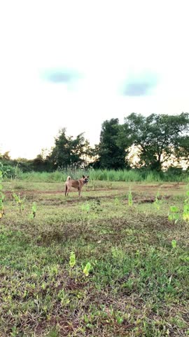 A brown dog is walking on the grass.