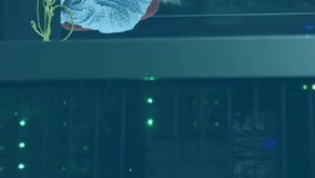 Animation of financial data processing over african american businessman working in server room. Global business, finances, communication and digital interface concept digitally generated video. - Powered by Shutterstock - Get 15% off with code: PIKWIZARD15