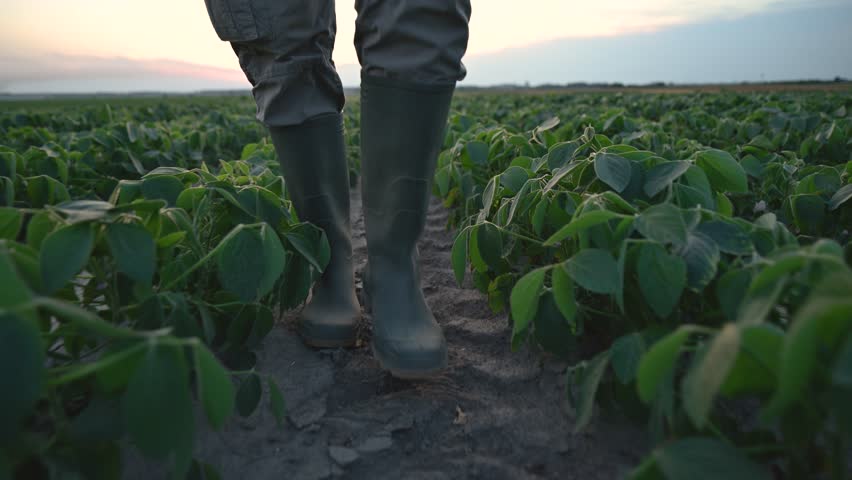 Farm worker walking through cultivated soybean crop field with dry dusty ground, low angle view of rubber boots in dust, 4K with selective focus