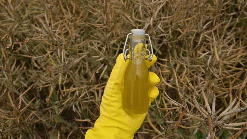 Farmer holding a bottle of edible rapeseed oil in field, 4K with selective focus