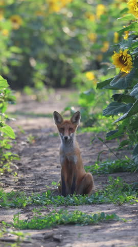 A young, cute red fox sits on a dirt road framed by tall sunflower plants on a sunny summer evening.
