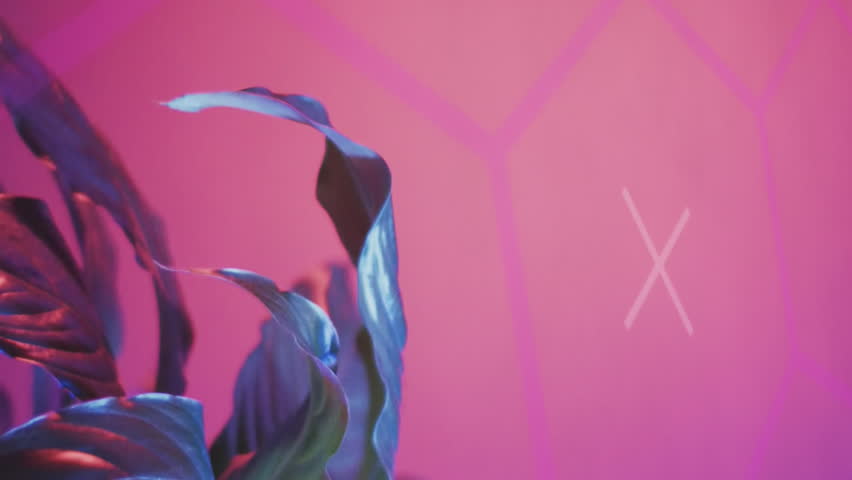 Animation of scope scanning and data processing over plant with neon background. Global digital interface, data processing and connections concept digitally generated video. - Powered by Shutterstock - Get 15% off with code: PIKWIZARD15