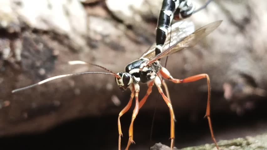 Macro video of Rhyssa persuasoria, a parasitic ichneumon wasp, on a tree trunk. The insect uses its long ovipositor to drill into wood in search of host larvae. Captured in natural forest environment.