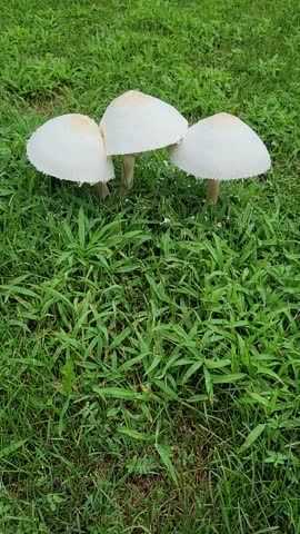Wild White Mushroom on Grass, Backyard Lawn Mushrooms, Vertical Video Mushroom Close-up
