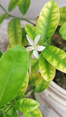 Beautiful green plant of lemon and one insect on it 