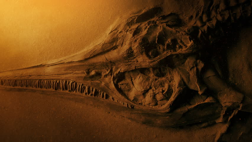 Jurassic Fish Skeleton Ancient Fossil