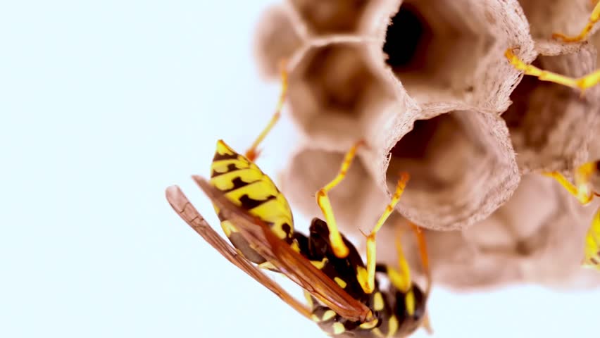Macro slow motion video revealing precise wasp constructing hexagonal honeycomb cells against white background, highlighting intricate wildlife architectural behavior