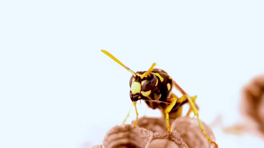 Macro video revealing wasp moving inside honey filled hive structure, capturing intricate details of insect anatomy against stark white background