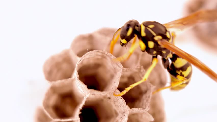 Intricate wasp colony constructing honeycomb structure in detailed slow motion macro video, revealing architectural process against pristine white background