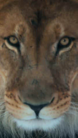 Close up of a lion's face walking and looking to the camera. Slow motion. Vertical.