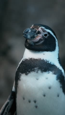 Humboldt Penguin standing and looking around. Slow motion. Vertical.
