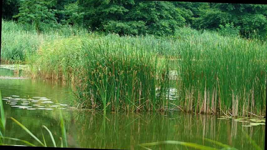panorama of a pond covered with reeds and other lush vegetation in the summer sun