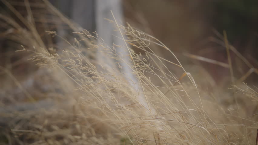 Dry weeds slowly blowing in the wind in late fall. Slow motion, close up.