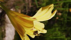 Animation of data processing over yellow flower and bee. Business, nature and digital interface concept digitally generated video. - Powered by Shutterstock - Get 15% off with code: PIKWIZARD15