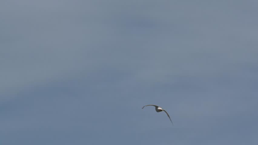little tern is in a seashore
