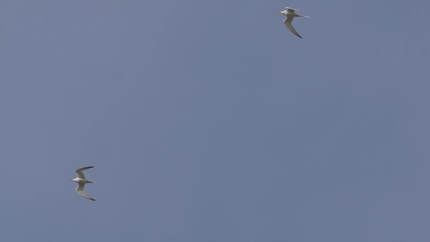 little tern is in a seashore