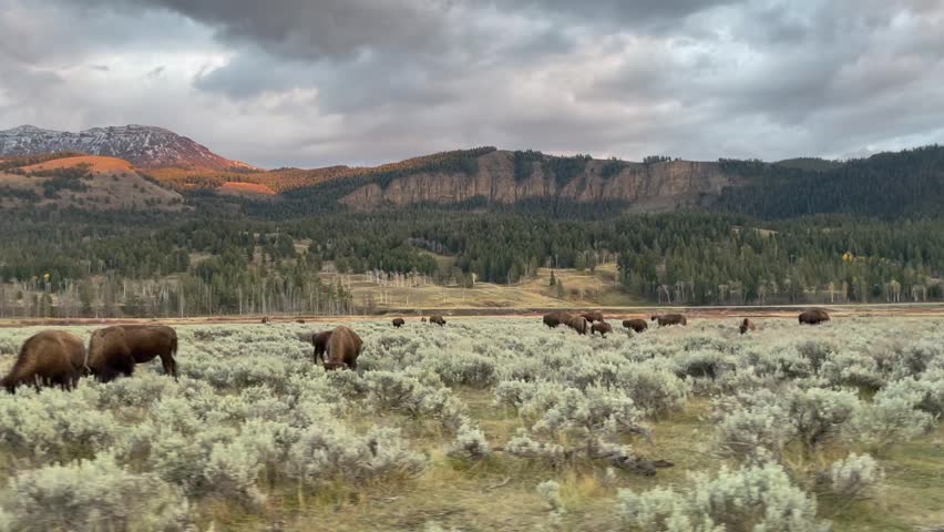 Bison in the valley moving and still 