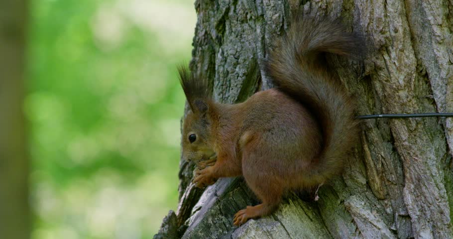 Red eurasian squirrel sitting on a tree and eating a walnut. Close up of wild animal rodent. Video in 4K