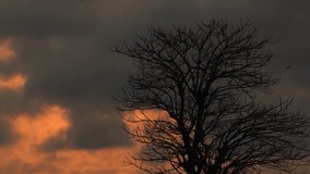 time lapse Sun hiding between trees.
Dry tree without leaves. Thin bare branches against the background of a sunset - Powered by Shutterstock - Get 15% off with code: PIKWIZARD15