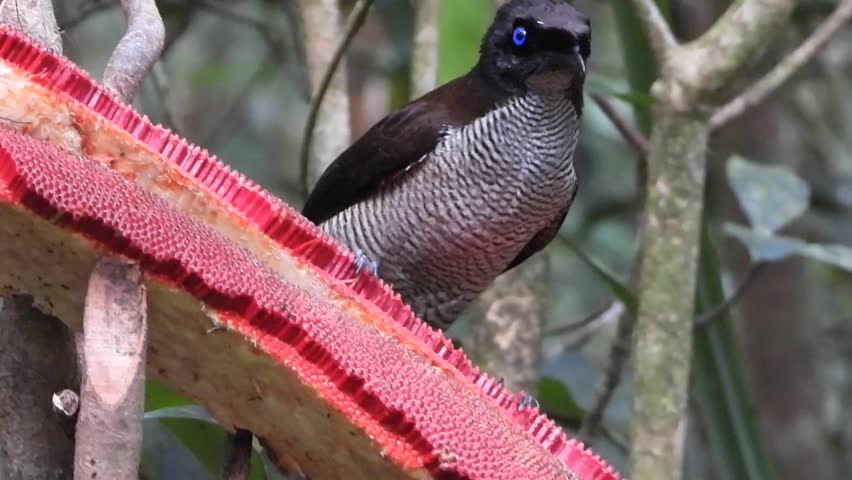 A birds of paradise species, Western parotia busy eating red fruits in Arfak mountain, West Papua, Indonesia. Taken from a bird hide. 
