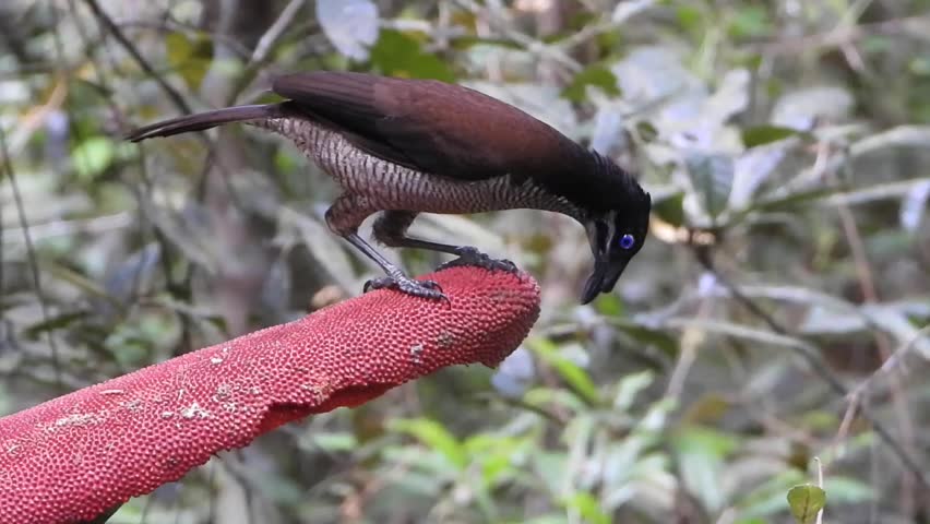 A female Western parotia eating the red fruits in the rainforest of Arfak mountain, West Papua, Indonesia. 