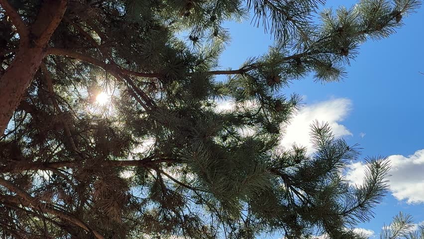 Sun shining through pine tree.