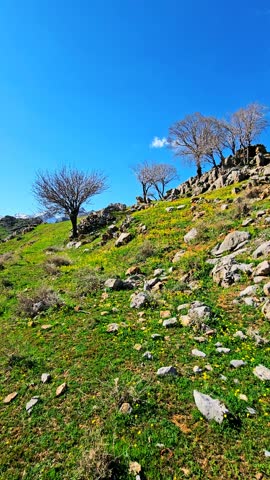 Vibrant hillside with wildflowers, rocky terrain, and clear blue sky.
📍Hawraman Takht, Kurdistan 