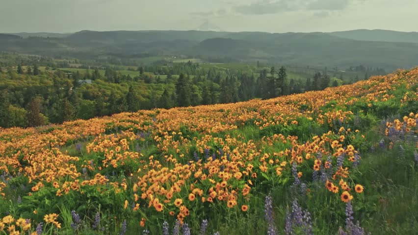 A vibrant drone shot glides smoothly over a vast field filled with blooming yellow daisies, capturing the lively colors and natural beauty of the countryside.