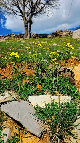 Vibrant hillside with yellow wildflowers and a tree under a bright blue sky.
📍Hawraman Takht, Kurdistan 
