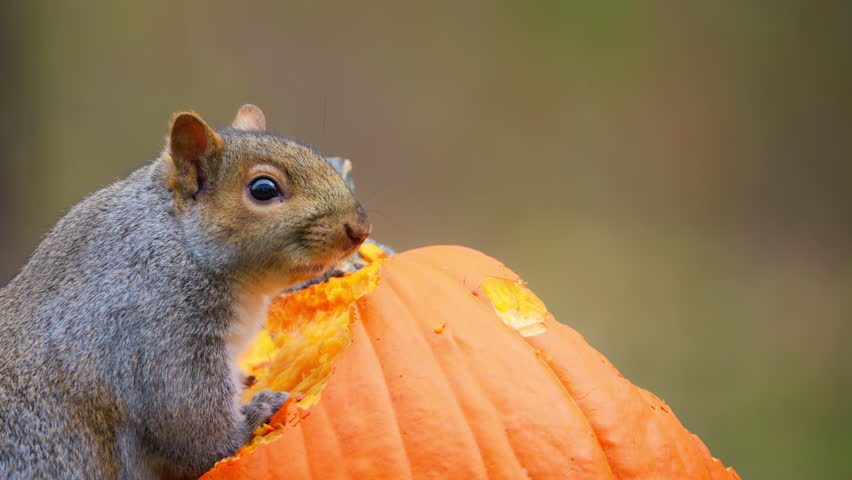 Squirrel is standing near an orange pumpkin and eating a pumpkin.