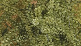 Sea Grapes, Green Caviar, Lelato, Ararusip, Lato, Umibudo. - Powered by Shutterstock - Get 15% off with code: PIKWIZARD15