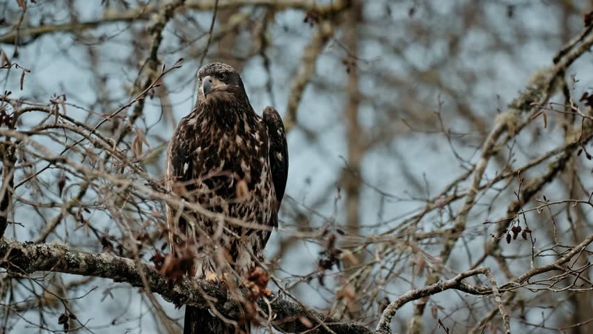 A close-up shot of a young bald eagle perched on the main branch of a leafless tree during winter.