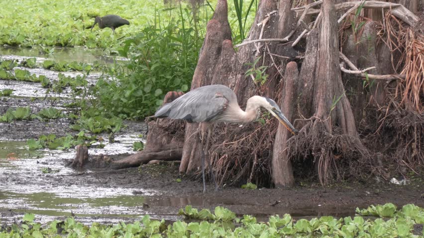 Great Blue Heron Fishing in Florida Swamp