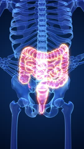 Human intestine discomfort medical concept